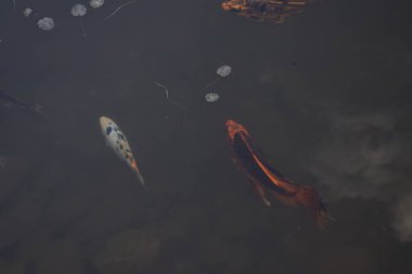 Koi balıkları dipsiz gölette yüzerler.