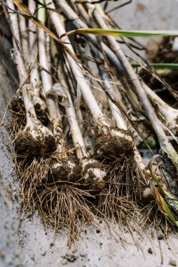 Hasat günü sert boyunlu sarımsak nakliye için el arabasında saklanır.