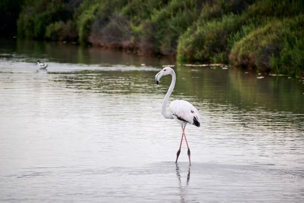 Flamingo Vogel Loopt Een Lagune — Stockfoto