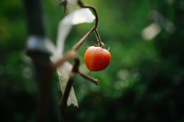 Pomodoro Piccolo Una Serra — Foto Stock