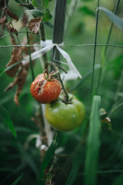 Παλιά Μολυσμένη Και Πράσινη Ντομάτα Ένα Κοντινό Θερμοκήπιο — Φωτογραφία Αρχείου