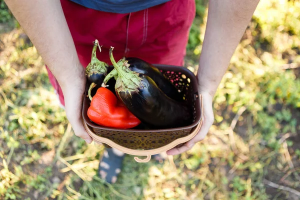 Adam Bahçesine Biber Patlıcan Koyarak Sebze Topluyor — Stok fotoğraf