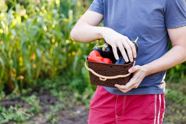 Hombre Recoge Berenjenas Jardín Poniéndolas Una Cesta —  Fotos de Stock