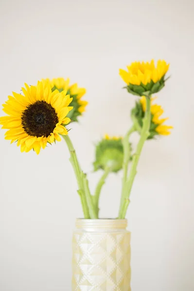 Gele Zonnebloemen Gouden Vaas Met Witte Ondergrond — Stockfoto