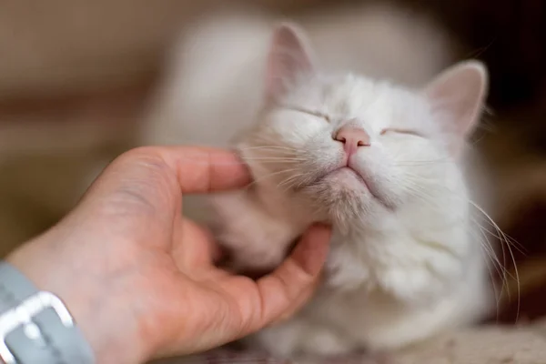 白いふわふわの猫が愛撫を楽しむ — ストック写真