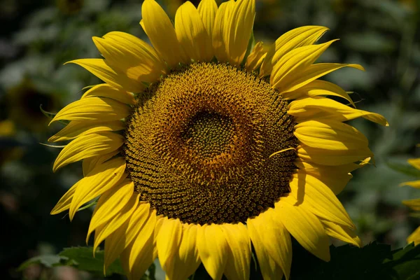 Focus on a majestic yellow sunflower, framed by vegetation, macro shot