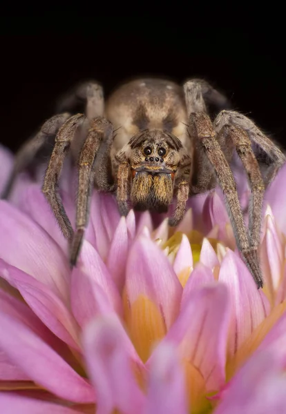 Σώμα Αράχνη Tegenaria Domestica Ένα Πολύχρωμο Λουλούδι Ακραία Μακροεντολή — Φωτογραφία Αρχείου