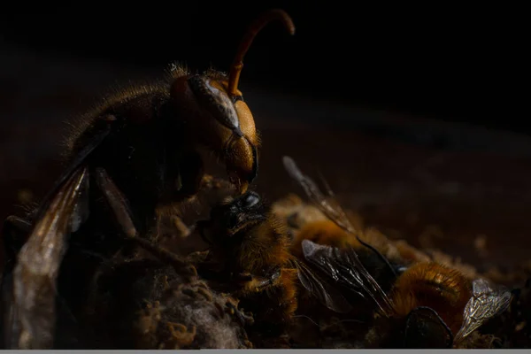 Macro Avispón Europeo Vespa Crabro Comiendo Una Abeja Melífera Aterradora — Foto de Stock