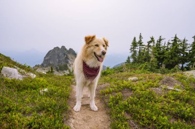 Alp yolunda bandana takan tüylü bir köpek.