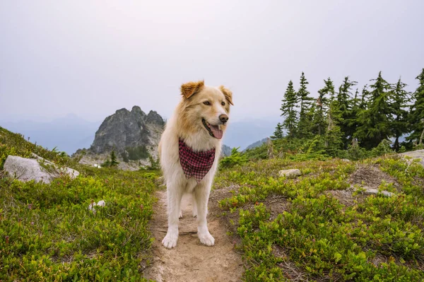Fluffy dog on an alpine trail wearing a bandana