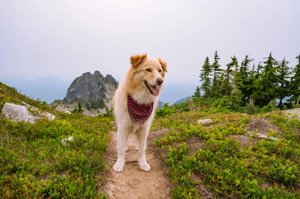 Pluizige Hond Draagt Een Bandana Een Alpine Pad — Stockfoto