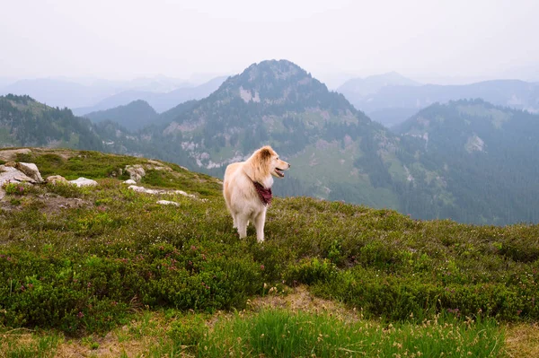 Leuke Hond Die Heide Van Alpen Staat — Stockfoto
