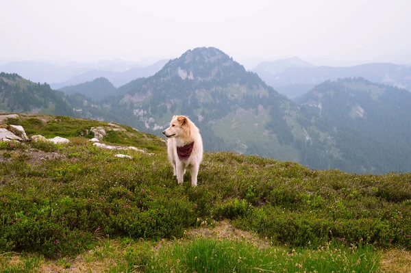 Cão Fofo Bonito Alpino Das Montanhas Cascata Norte — Fotografia de Stock