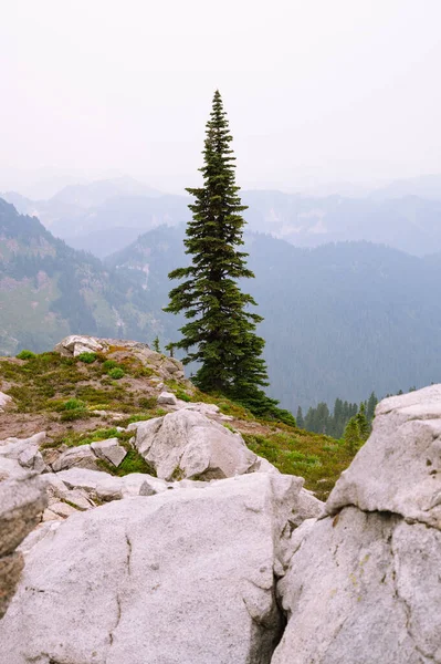 Árvore Crescendo Penhasco Cascata Norte Montanhas Alpinas — Fotografia de Stock
