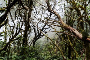 Gizemli sisli ormandaki ağaçlar. Tenerife 'deki Anaga Milli Parkı.