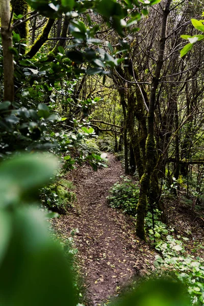 Arbres Dans Une Mystérieuse Forêt Brumeuse Parc National Anaga Tenerife — Photo