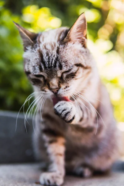 Tabby Cat Licking Paw Cleaning — Stock Photo, Image