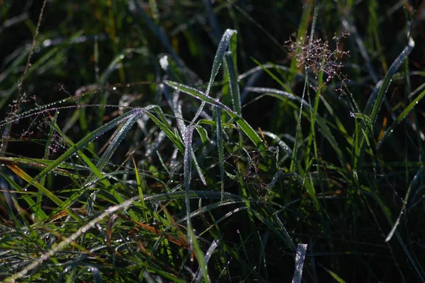 Gouttes Eau Sur Herbe Verte — Photo