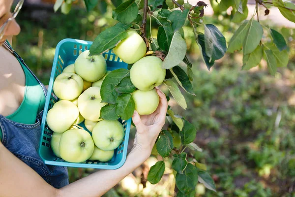 Ağaçtan olgun yeşil elmalar topluyorum.