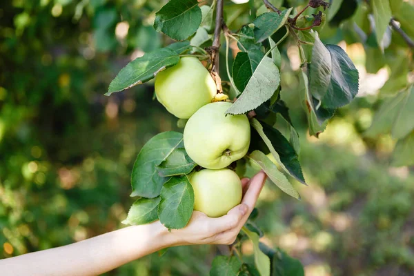 Ağaçtan olgun yeşil elmalar topluyorum.