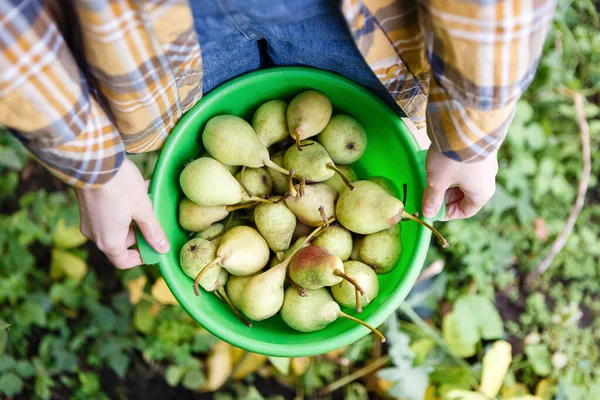 Woman Holding Green Bowl Ripe Pears Harvested Garden — Stock Photo, Image