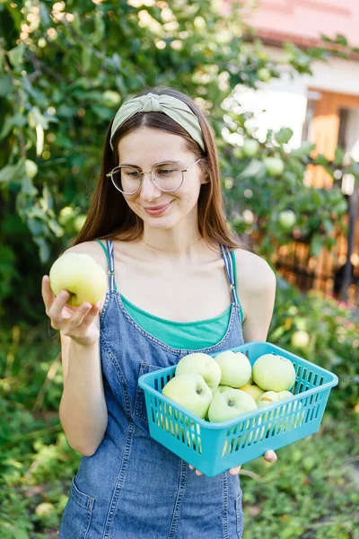 Young woman collects ripe apples in a basket