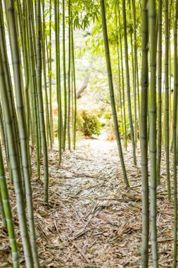 Bambu ormanında ayak izleri.