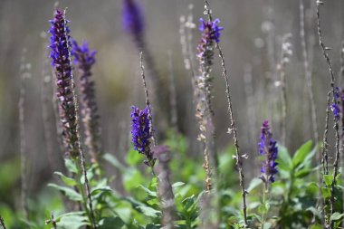 Çiçek bahçesi arka planını kapat
