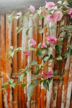Pink Bougainvillea Against Rustic Wooden Fence in Gili Air