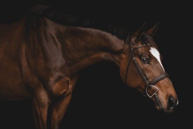 Bay Thoroughbred Horse Standing in Black Background Studio Portrait