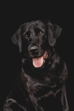 Studio portrait of a Black Labrador Dog with tongue out