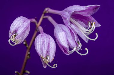Purple Passion Hosta Bloom Against a Monochromatic Background
