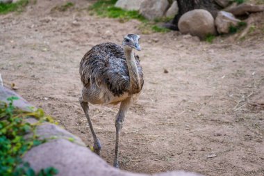 A Rhea in Tucson, Arizona