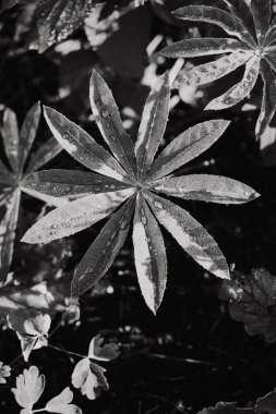 black and white lupine leaf with dawn