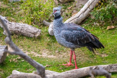 A Southern Crested Screamer in Tucson, Arizona