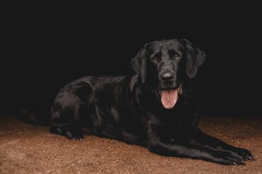 Studio portrait of a Black Labrador Dog laying down