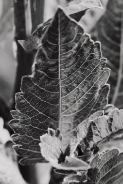 black and white macro photo of a leave