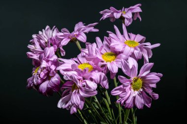 Soft Lavender Chrysanthemums with Dewdrops Against a Dark Background