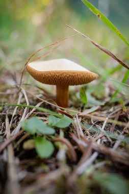 Mushroom growing in forest floor with bokeh background