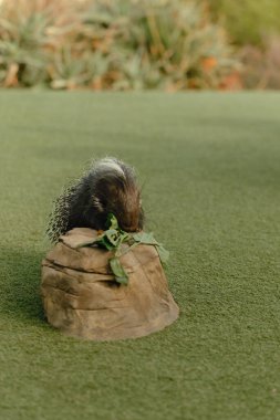 Genç bir kirpi ilginç bir şekilde taze yeşillikleri kokluyor.