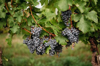 A horizontal photo of a cluster of riping red wine