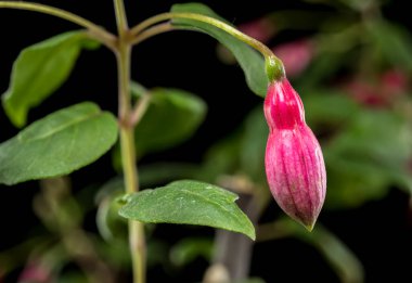Fuchsia Blossoms with a Dark and Moody Backdrop