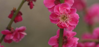 Pink cherry blossoms bloom brightly against blurred spring sky
