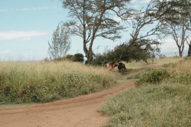 Maui kırsalındaki ağaçların altında toprak bir patikada otlayan iki at.