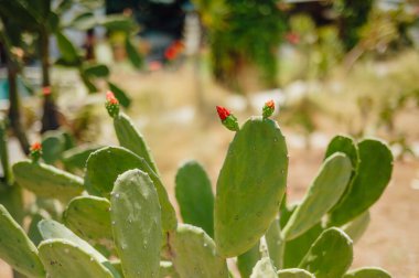 Green cactus with red buds in sunlight in Gili Air Indonesia