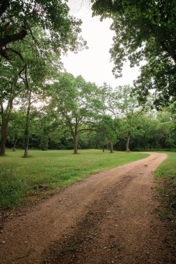 Uzun ağaçlarla çevrili çimenli düzlüklerde kıvrımlı toprak patika