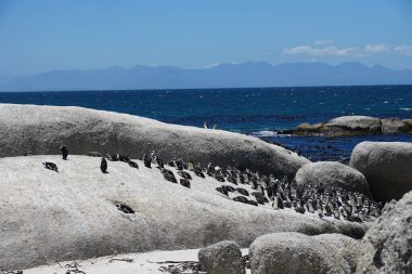 Bir kayanın üzerindeki Afrikalı Penguen kalabalığı