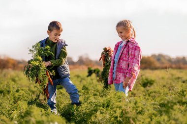 Erkek ve kız çiftlikten taze havuç topluyor..