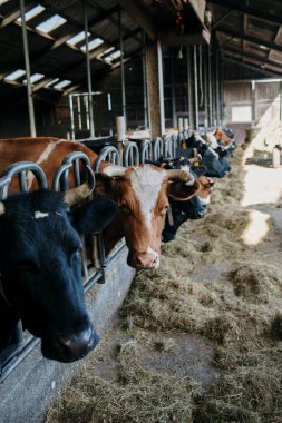 Ahırın içinde saman olan büyük bir sıra inek.