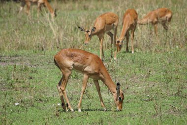 Vahşi doğada ot yiyen ceylan